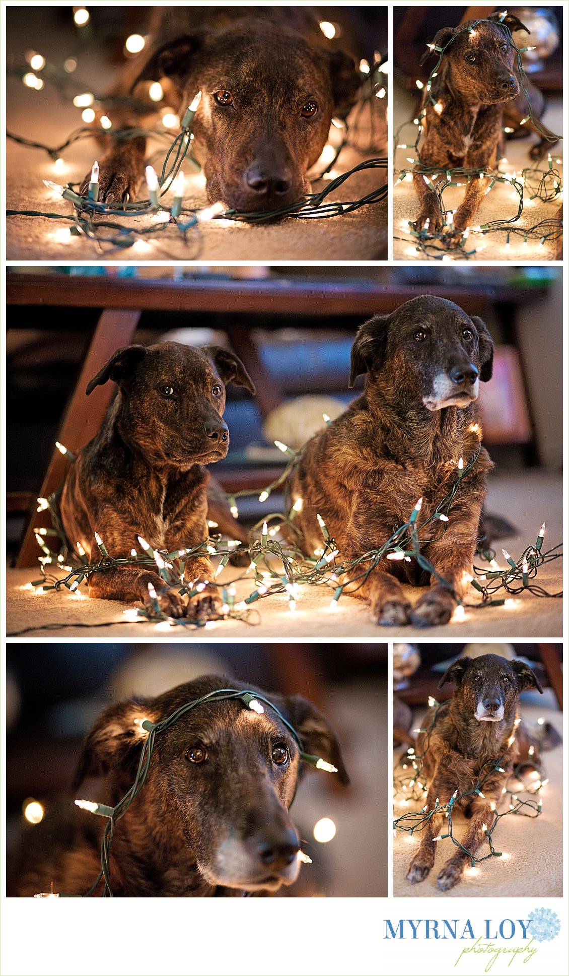 Dog's Christmas