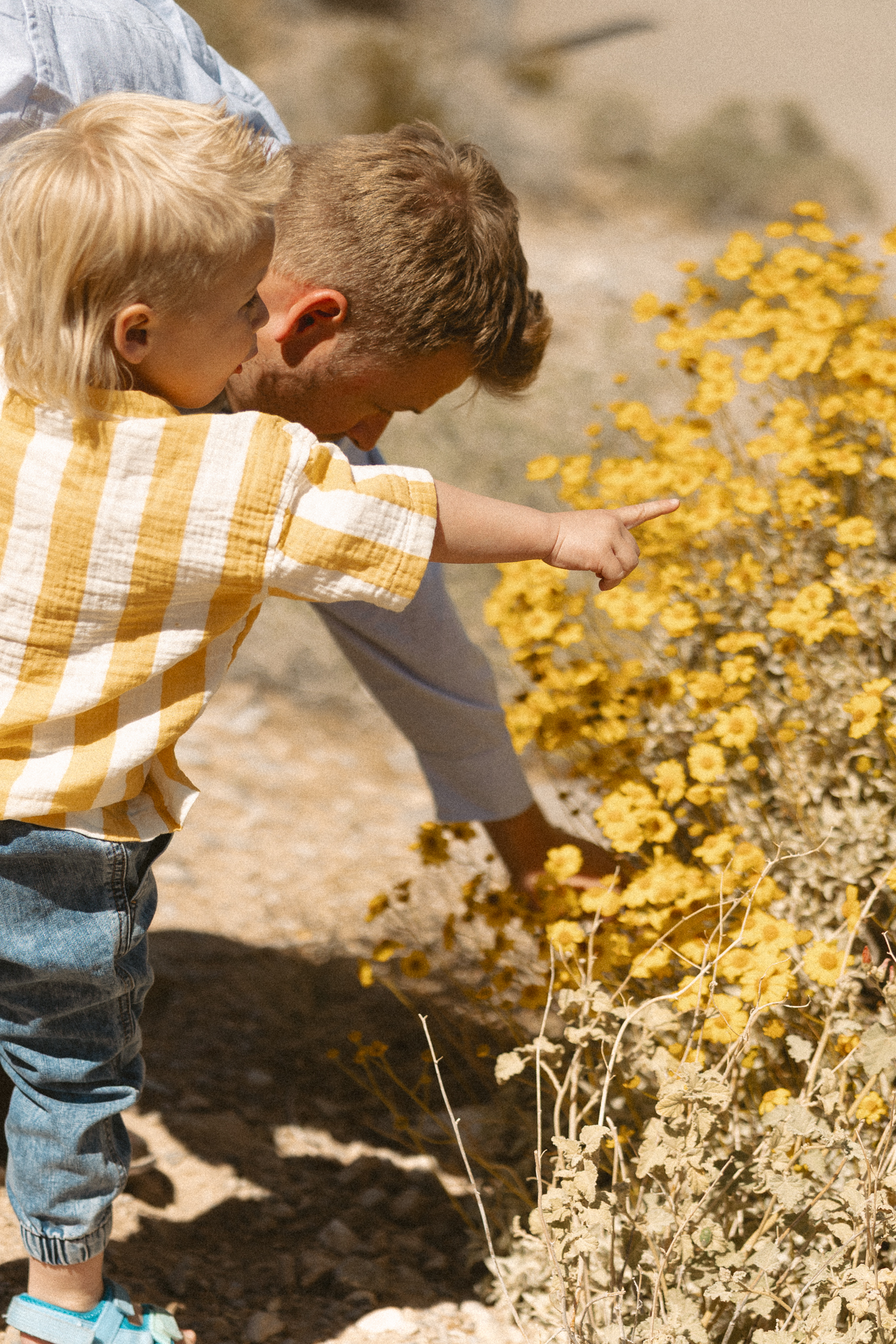 dad and son exploring wildflowers during a Las Vegas family photographer session