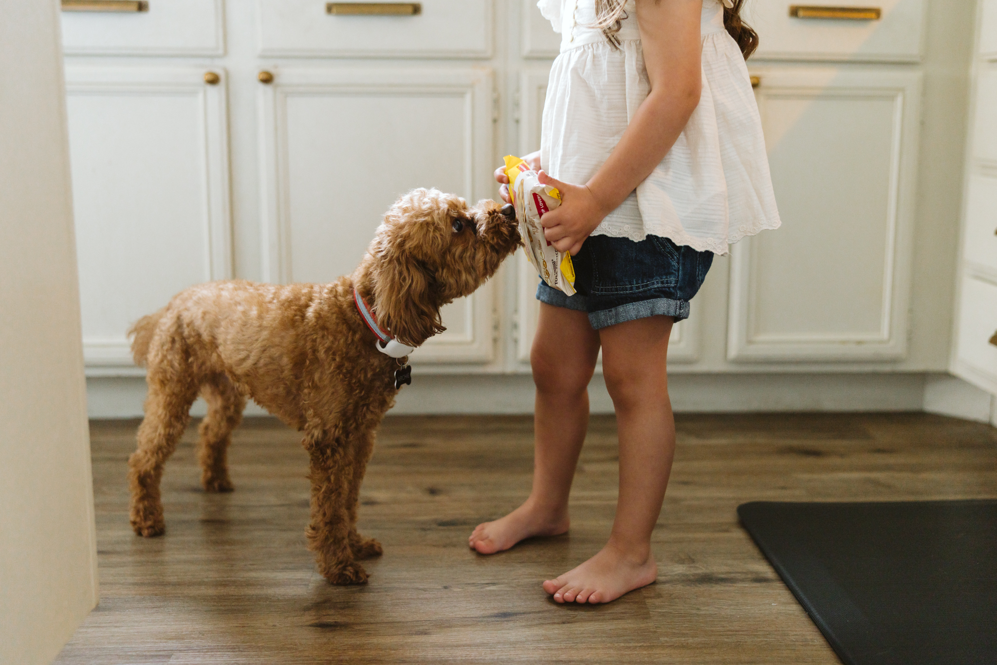 little girl holding chocolate chip cookie dough and dog smelling it